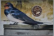 Estonia 2 Euro Base Metals Brilliant Uncirculated Coin 2023 - Barn Swallow - Estonian National Bird