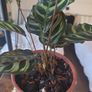 plants Image 3