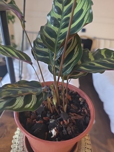 plants