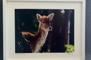 The deer &amp; the fly fully framed printed photograph