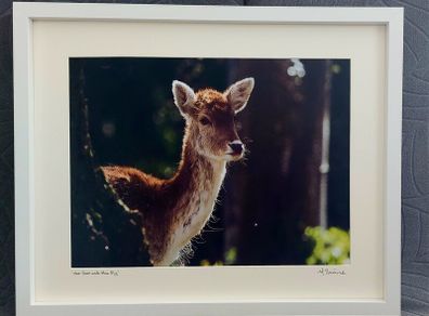 The deer & the fly fully framed printed photograph