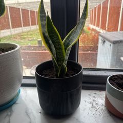 Baby Snake plants