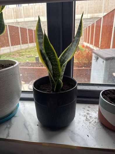 Baby Snake plants