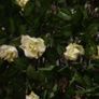 Artificial trellis with flowers (white roses) Image 9