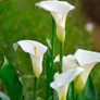 plants Image 8