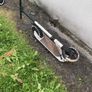 scooter Image 2