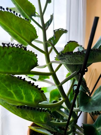 Plant