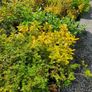 Plants, Flowering Shrubs, Grasses Image 3