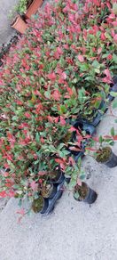 Red Robin Hedging