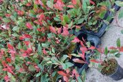 Red Robin Hedging