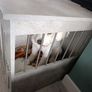 Dog Image 3