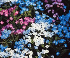 (F) Woodland Forget Me Not seeds 0.2g (431977)