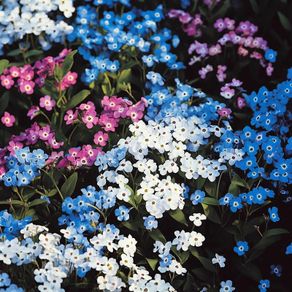 (F) Woodland Forget Me Not seeds 0.2g (431977)