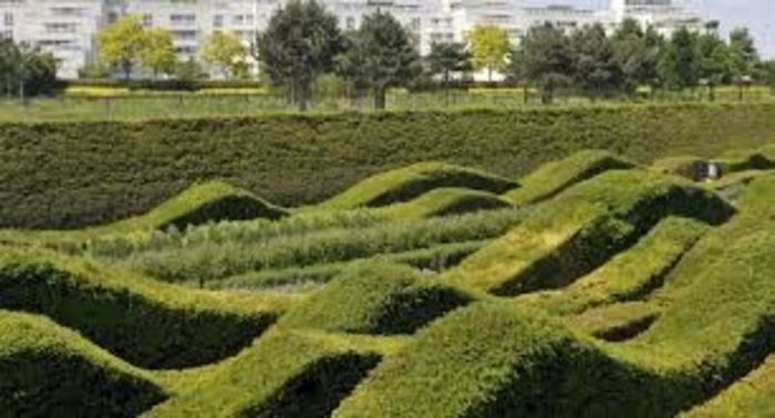 Yew Hedging 2ft just 5 euro