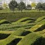 Yew Hedging 2ft just 5 euro Image 3