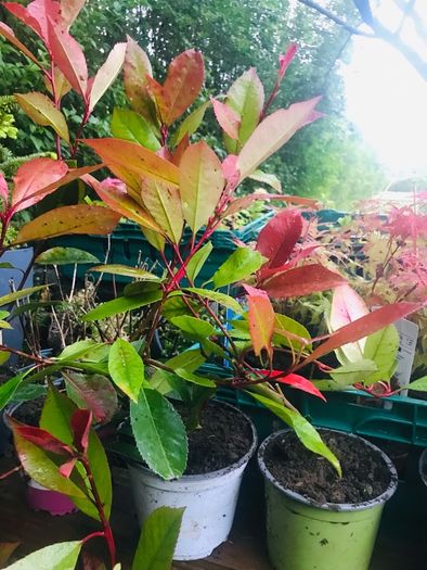 Japanese maples and Native irish Trees & Shrubs
