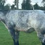 Belgium blue heifers Image 6