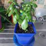 Jade (Money plants) Image 6