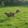 Dutch Spotted Ram Lambs, Spotted Dutch Image 5