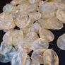 Dried Lunaria (Honesty) seed heads. 100 pieces. Image 3