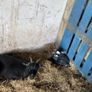 Pygmy goat Image 3