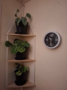 3 tier corner shelf with 3 plants