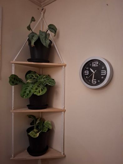 3 tier corner shelf with 3 plants