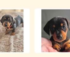 minature daschund