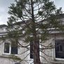 tree Image 8