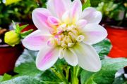 Snow Kissed Dhalias