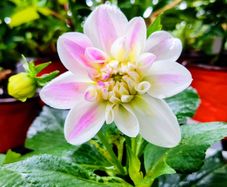 Snow Kissed Dhalias