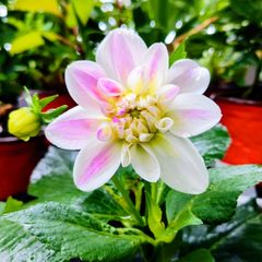 Snow Kissed Dhalias