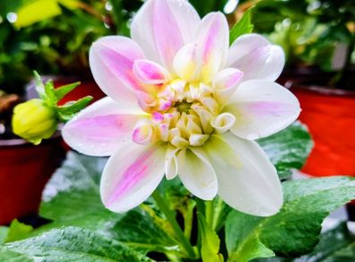 Snow Kissed Dhalias