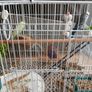 Cage Image 5