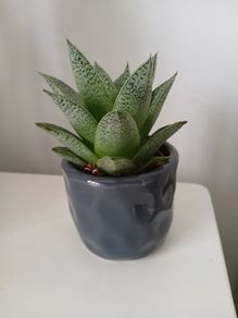 Mini succulent plant