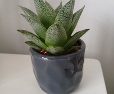 Mini succulent plant