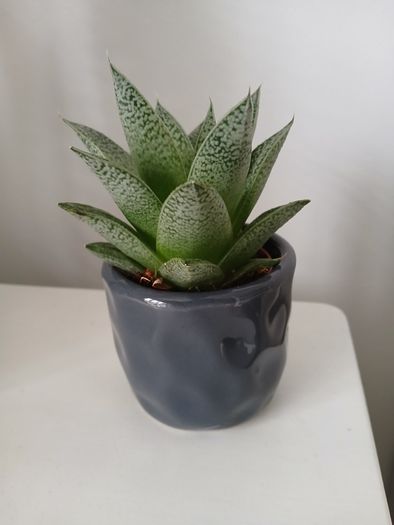 Mini succulent plant