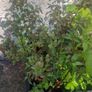 plant raspberry and fuchsia Image 4