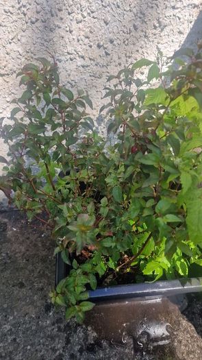 plant raspberry and fuchsia