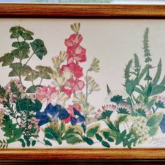 vintage botanical pressed flowers framed art by Joanna Sheen