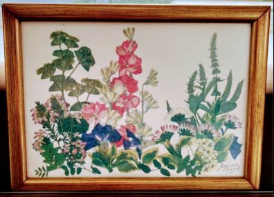 vintage botanical pressed flowers framed art by Joanna Sheen