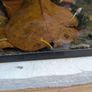 Neocaridina shrimp Image 3