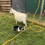 Pygmy goats  female kids Image 3