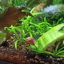 ramshorn snails for aquarium Image 3