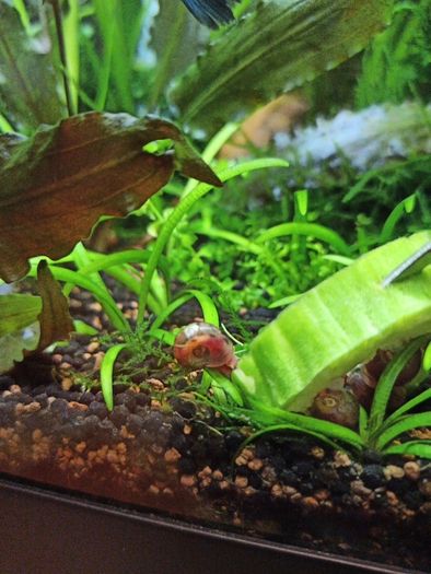 ramshorn snails for aquarium