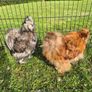 Rooster Silkies Image 4