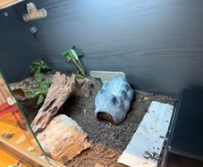 Leopard gecko and terrarium
