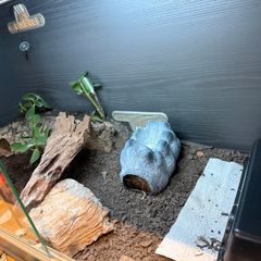 Leopard gecko and terrarium