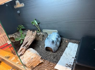 Leopard gecko and terrarium
