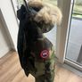 Canada Goose Bomber Jacket Image 5